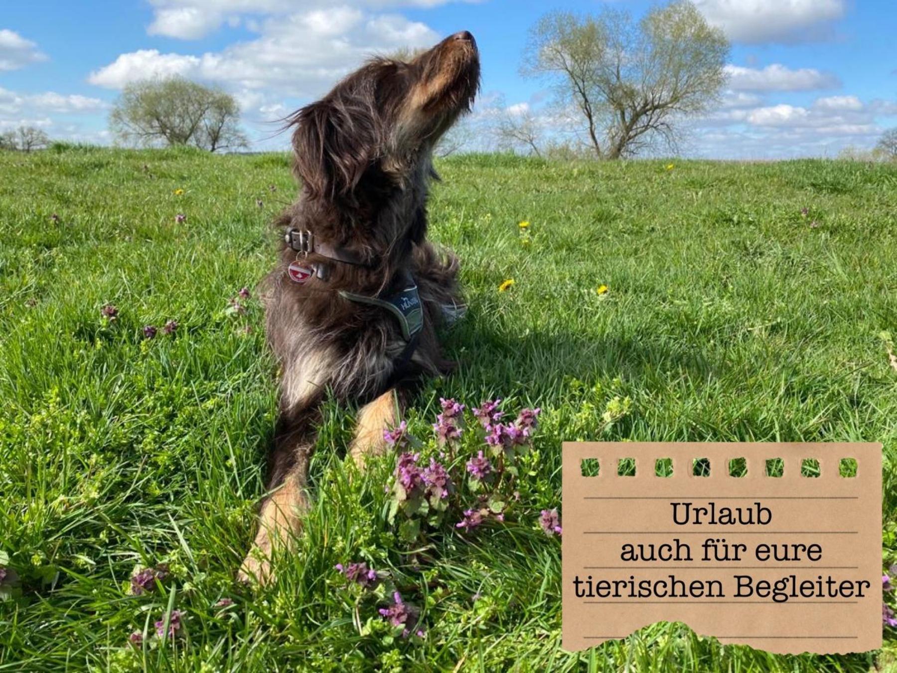 Alte Schule Wittenberg, 3 Ferienwohnungen Fuer Bis Zu 12 Personen, An Der Elbe, Mit Garten 외부 사진